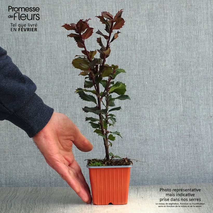 Spécimen de Houx américain- Ilex meserveae Blue Prince  Godet de 8/9 cm tel que livré en hiver
