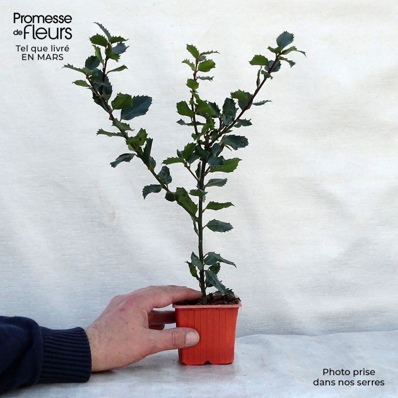 Spécimen de Houx américain- Ilex meserveae Blue Prince  Godet de 8/9 cm tel que livré au printemps