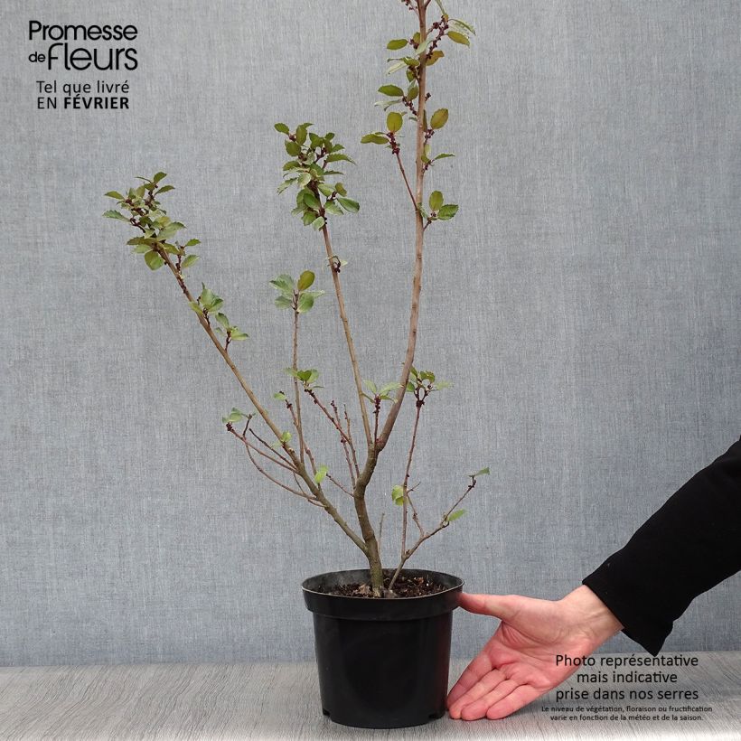 Spécimen de Houx américain- Ilex meserveae Blue Prince  Pot de 2L/3L tel que livré en hiver