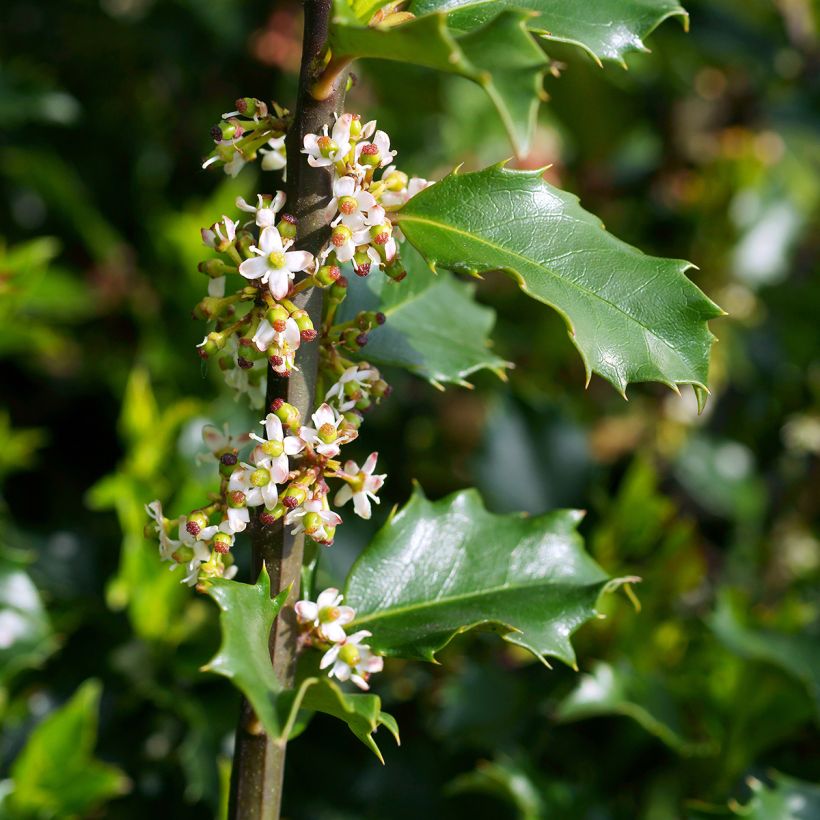 Houx américain - Ilex meserveae Blue princess (Floraison)