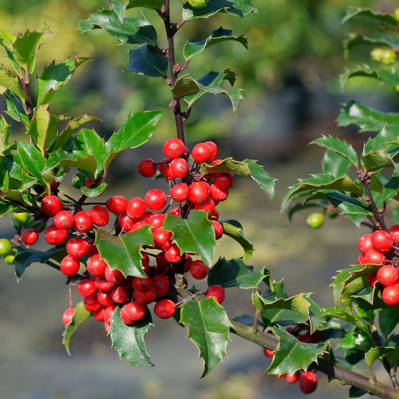 Houx américain - Ilex meserveae Blue princess (Récolte)
