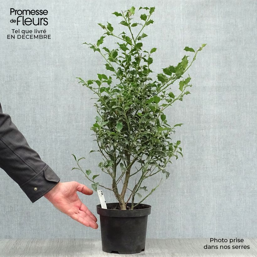 Spécimen de Houx commun - Ilex aquifolium Alaska Pot de 2L/3L tel que livré en hiver