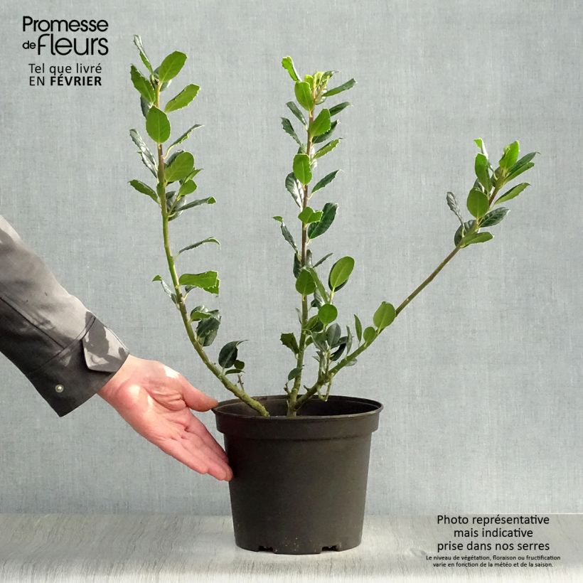 Spécimen de Houx commun - Ilex aquifolium JC Van Tol Pot de 2L/3L tel que livré en hiver