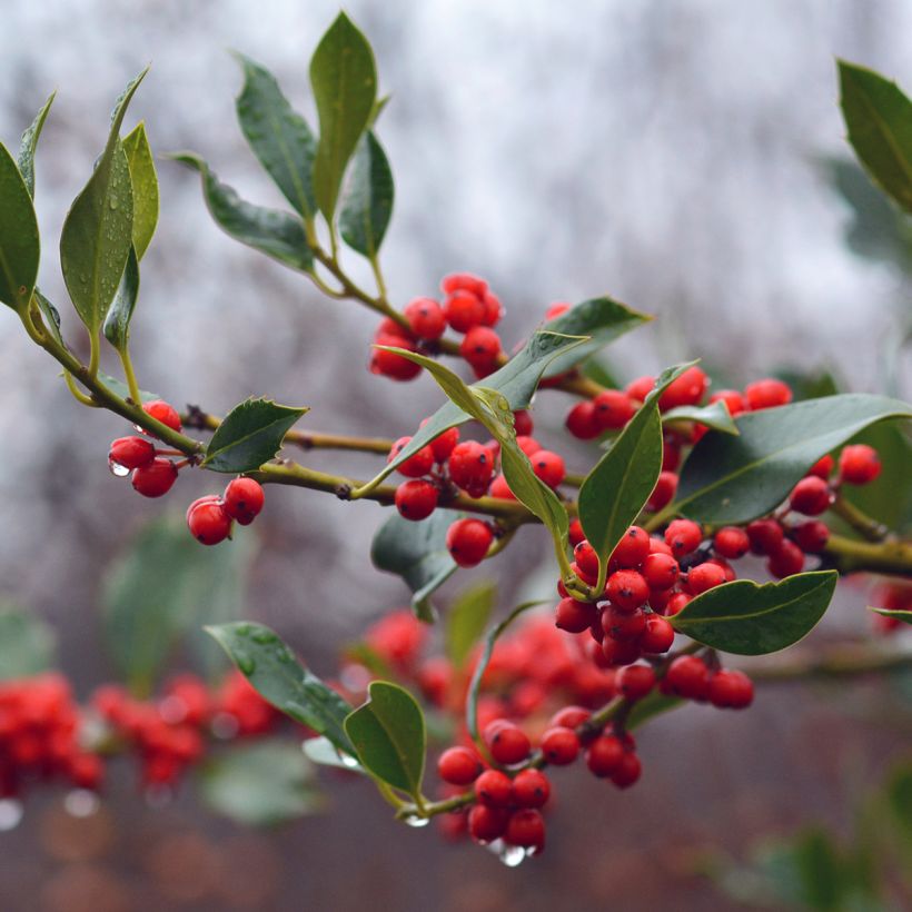Houx commun - Ilex aquifolium JC Van Tol (Récolte)