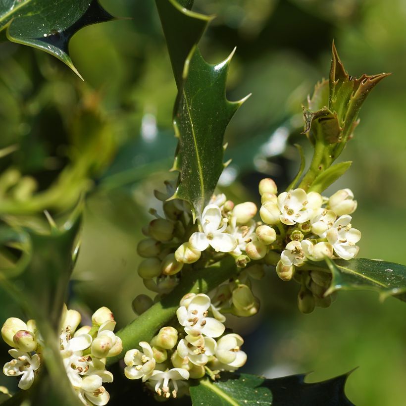 Houx commun - Ilex aquifolium (Floraison)
