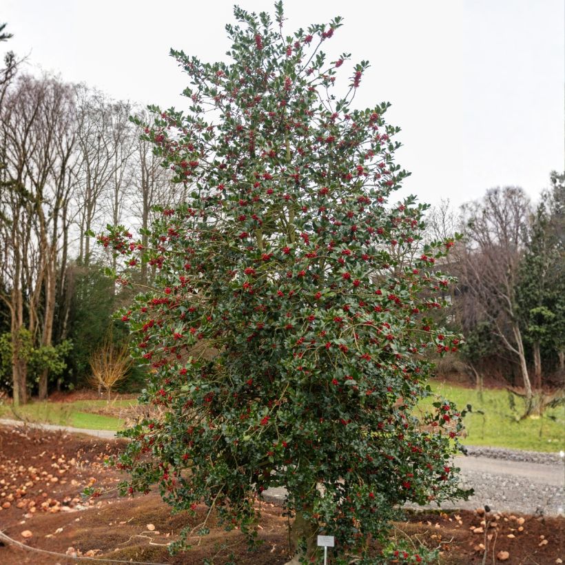 Houx commun - Ilex aquifolium (Port)