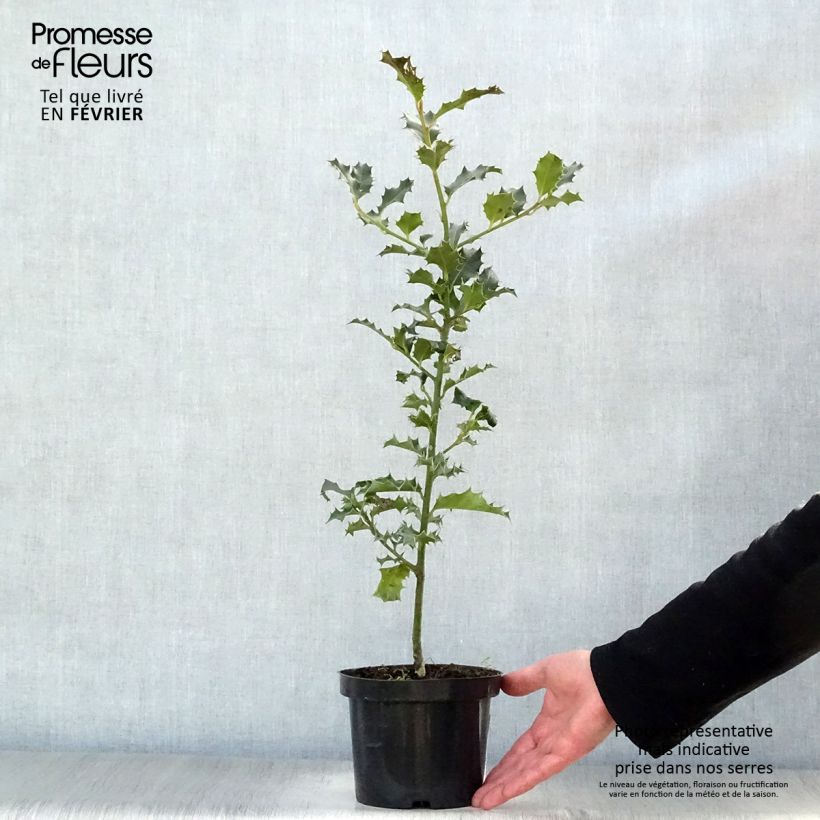 Spécimen de Houx commun - Ilex aquifolium Godet de 8/9 cm tel que livré en hiver