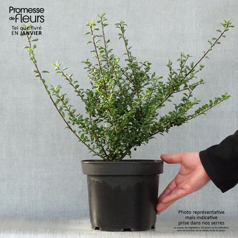 Spécimen de Houx crénelé - Ilex crenata Convexa Pot de 4L/5L tel que livré en hiver