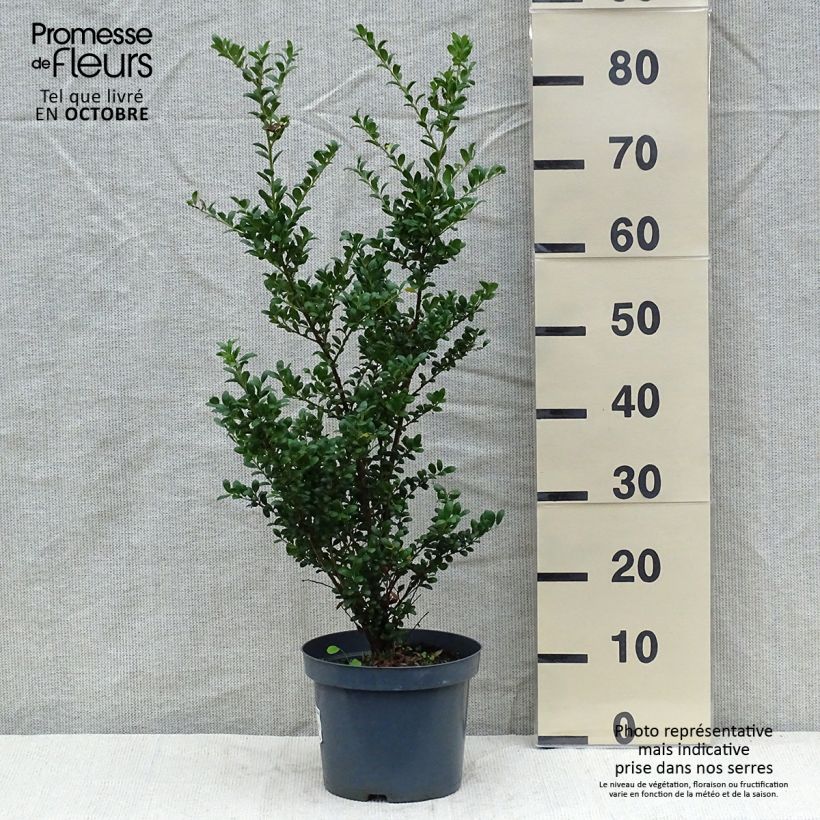 Spécimen de Houx crénelé - Ilex crenata Convexa Pot de 4L/5L tel que livré en automne