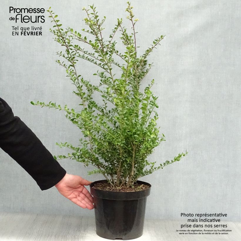 Spécimen de Houx crénelé - Ilex crenata Convexa Pot de 7,5L/10L tel que livré en hiver