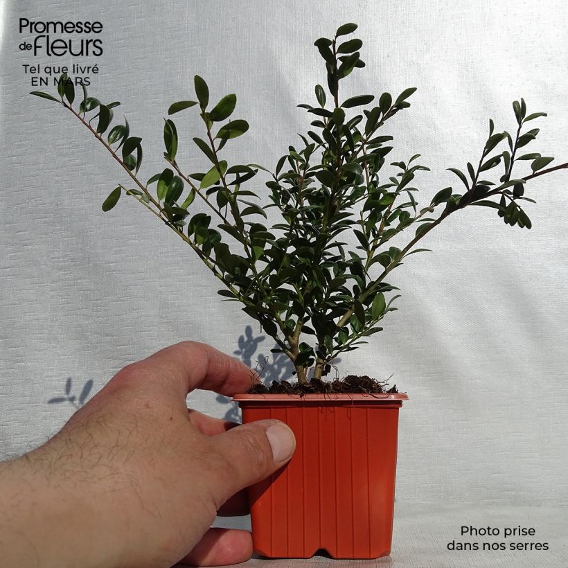 Spécimen de Houx crénelé - Ilex crenata Convexa Godet de 8/9 cm tel que livré au printemps