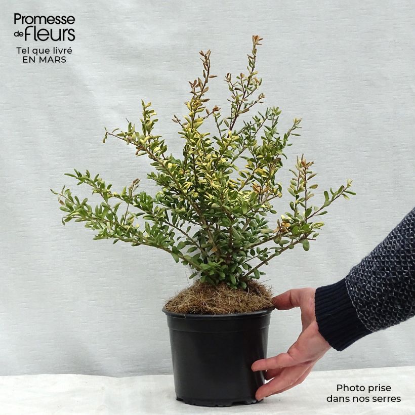Spécimen de Houx crénelé - Ilex crenata Convexed Gold Pot de 12 cm / 13 cm tel que livré en hiver