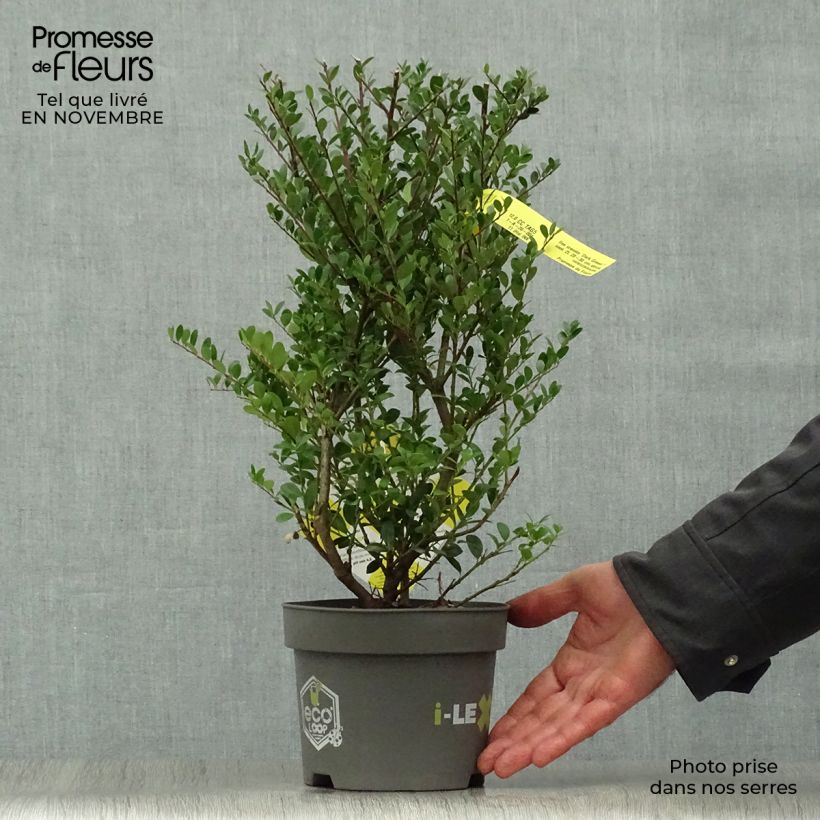 Spécimen de Houx crénelé - Ilex crenata Dark Green  Pot de 2L/3L, Touffe tel que livré en automne