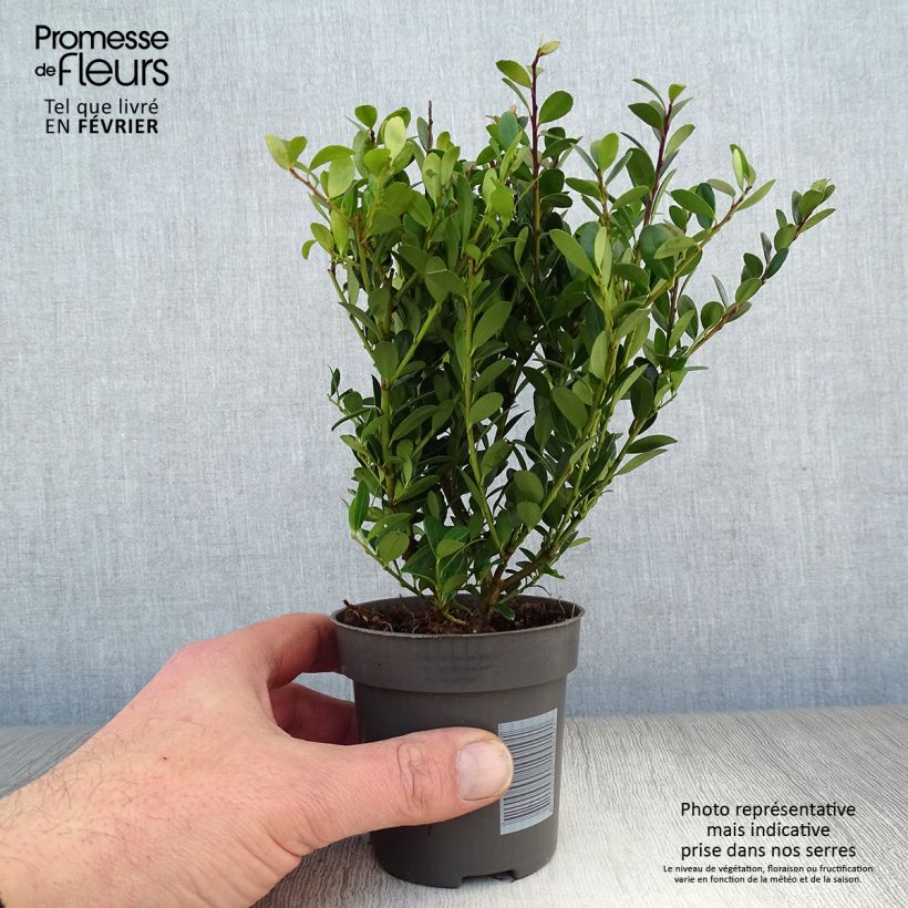 Spécimen de Houx crénelé - Ilex crenata Dark Green  Godet de 8/9 cm tel que livré en hiver
