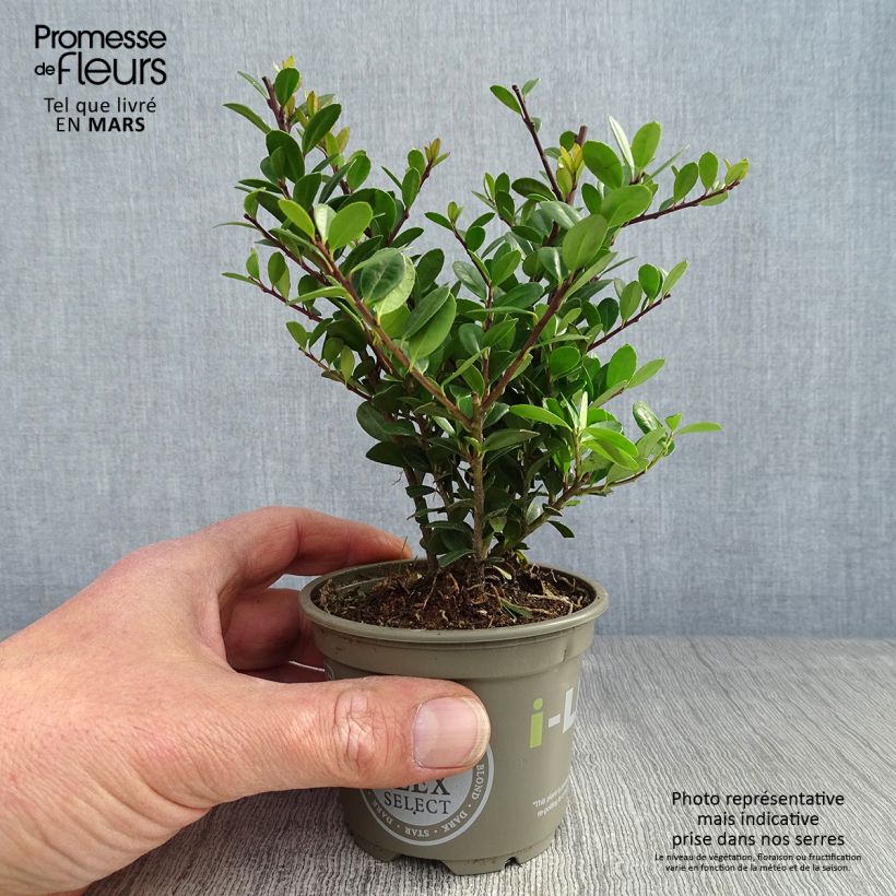 Spécimen de Houx crénelé - Ilex crenata Dark Green  Godet de 8/9 cm tel que livré au printemps
