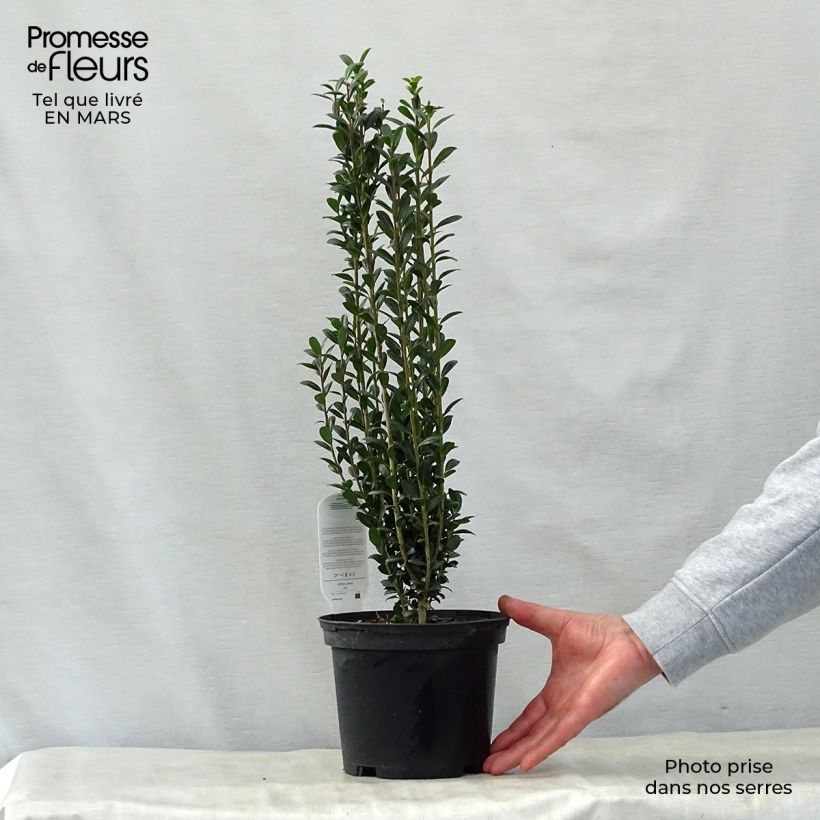 Spécimen de Houx crénelé - Ilex crenata Fastigiata Pot de 3L/4L tel que livré au printemps
