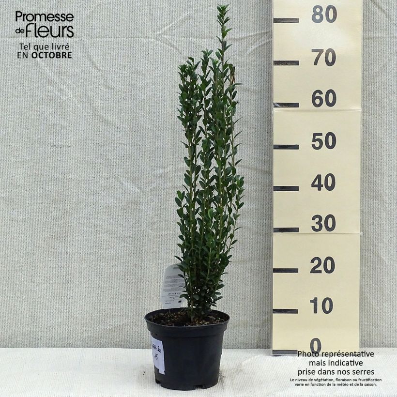 Spécimen de Houx crénelé - Ilex crenata Fastigiata Pot de 3L/4L tel que livré en automne