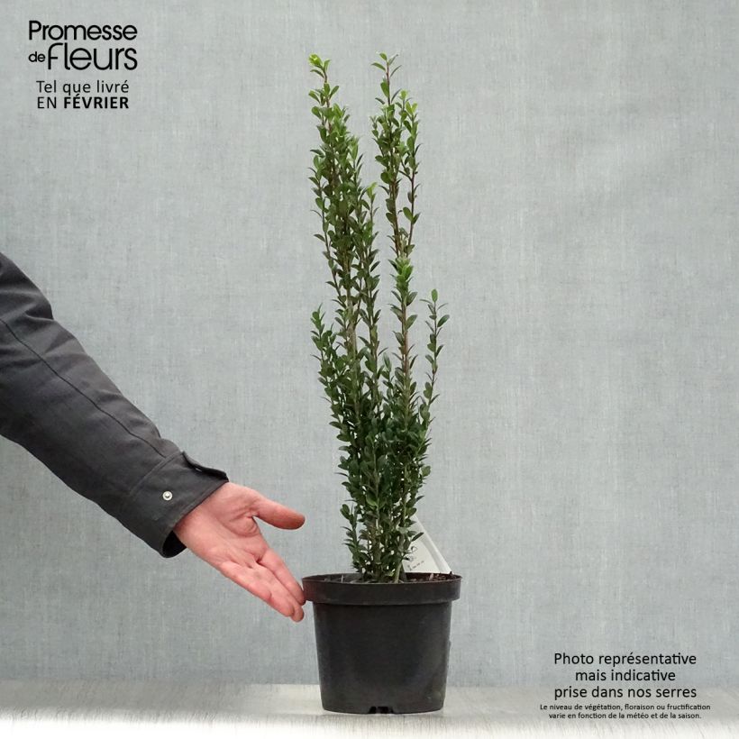 Spécimen de Houx crénelé - Ilex crenata Fastigiata Pot de 3L/4L tel que livré en hiver