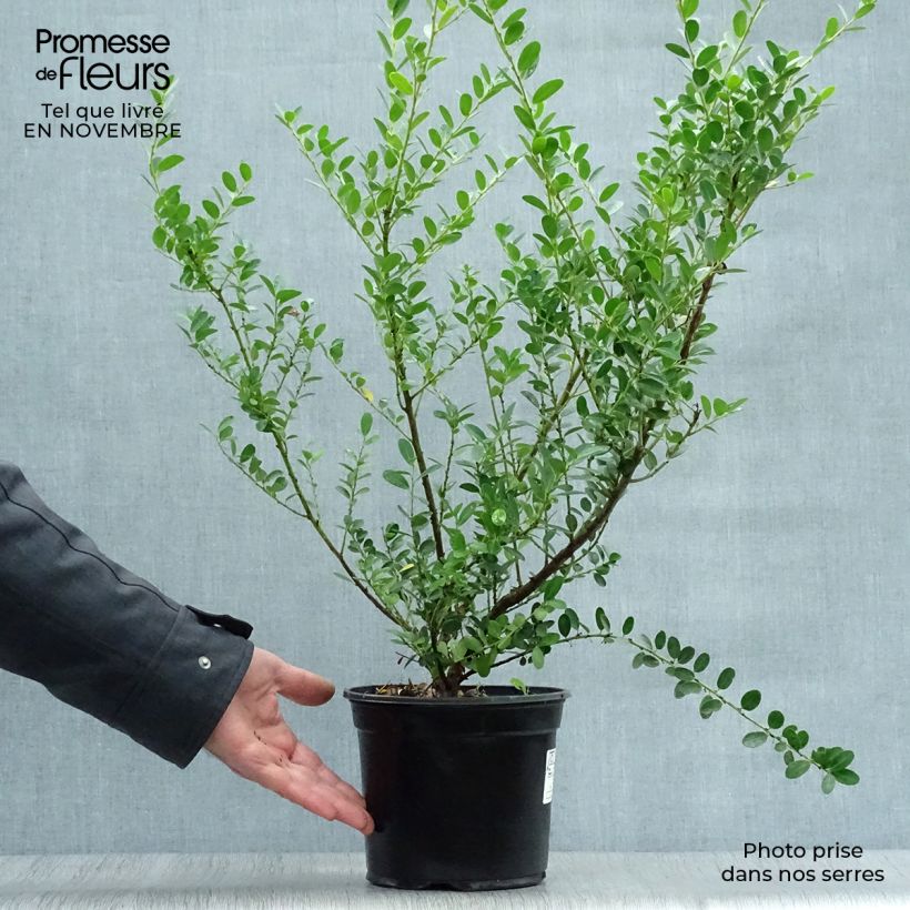 Spécimen de Houx crénelé - Ilex crenata Green Hedge Pot de 2L/3L tel que livré en automne