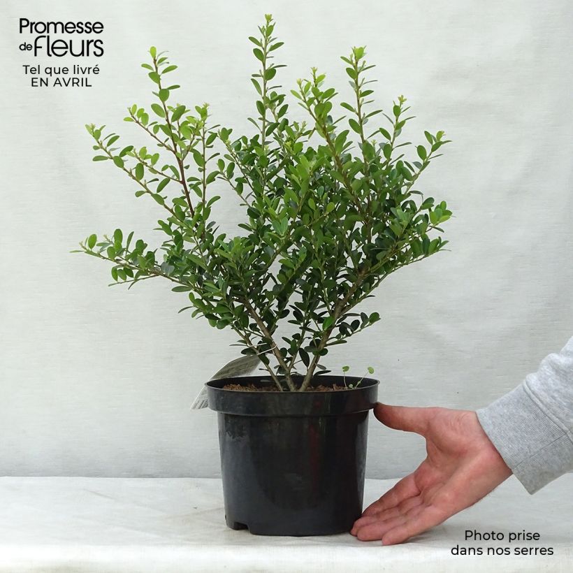 Spécimen de Houx crénelé - Ilex crenata Green Hedge Pot de 2L/3L tel que livré au printemps