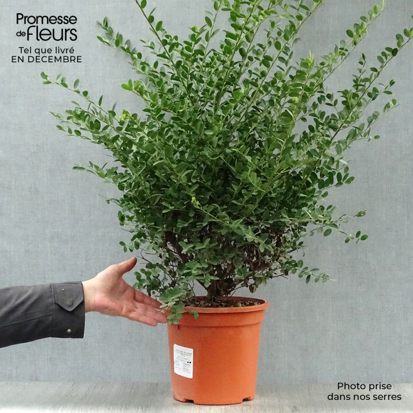 Spécimen de Houx crénelé - Ilex crenata Green Hedge Pot de 7,5L/10L tel que livré en hiver