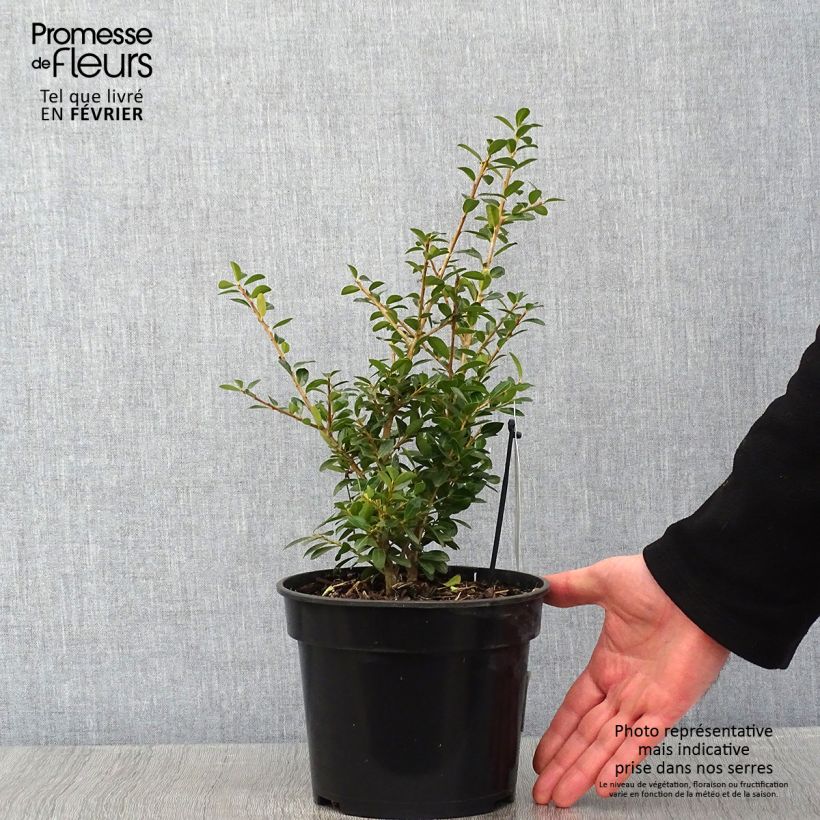 Spécimen de Houx crénelé - Ilex crenata Green Lustre Pot de 2L/3L tel que livré en hiver