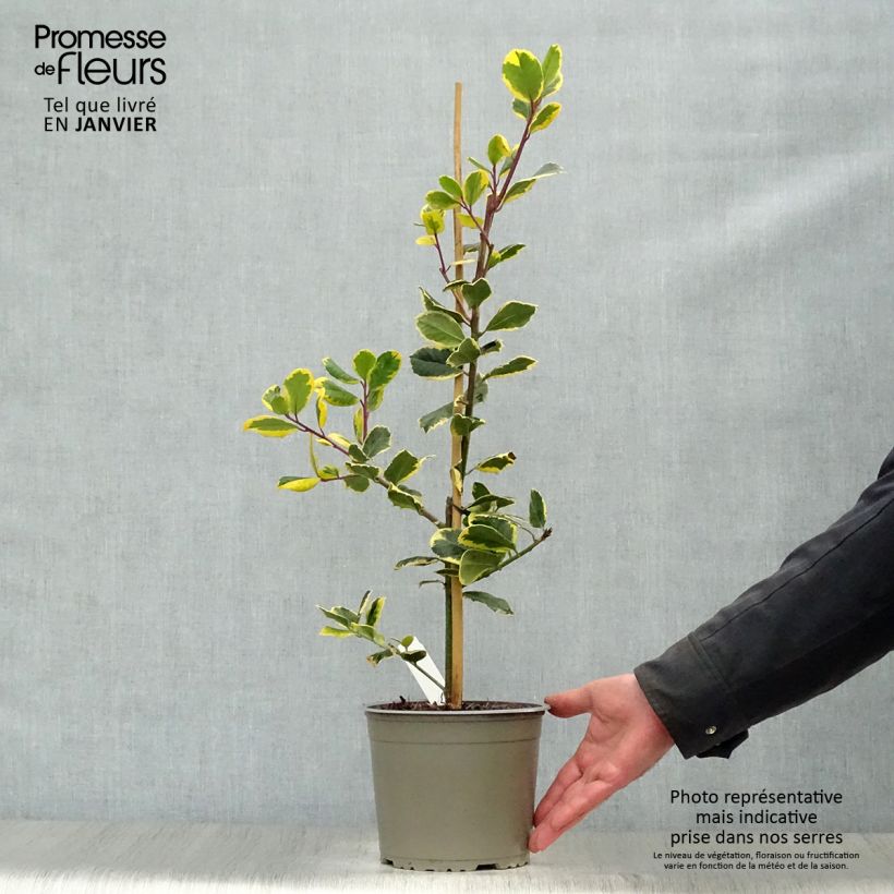 Spécimen de Houx panaché - Ilex Golden King Pot de 2L/3L tel que livré en hiver