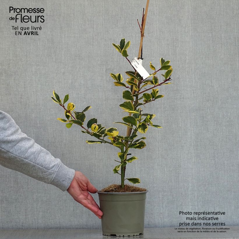 Spécimen de Houx panaché - Ilex Golden King Pot de 2L/3L tel que livré au printemps