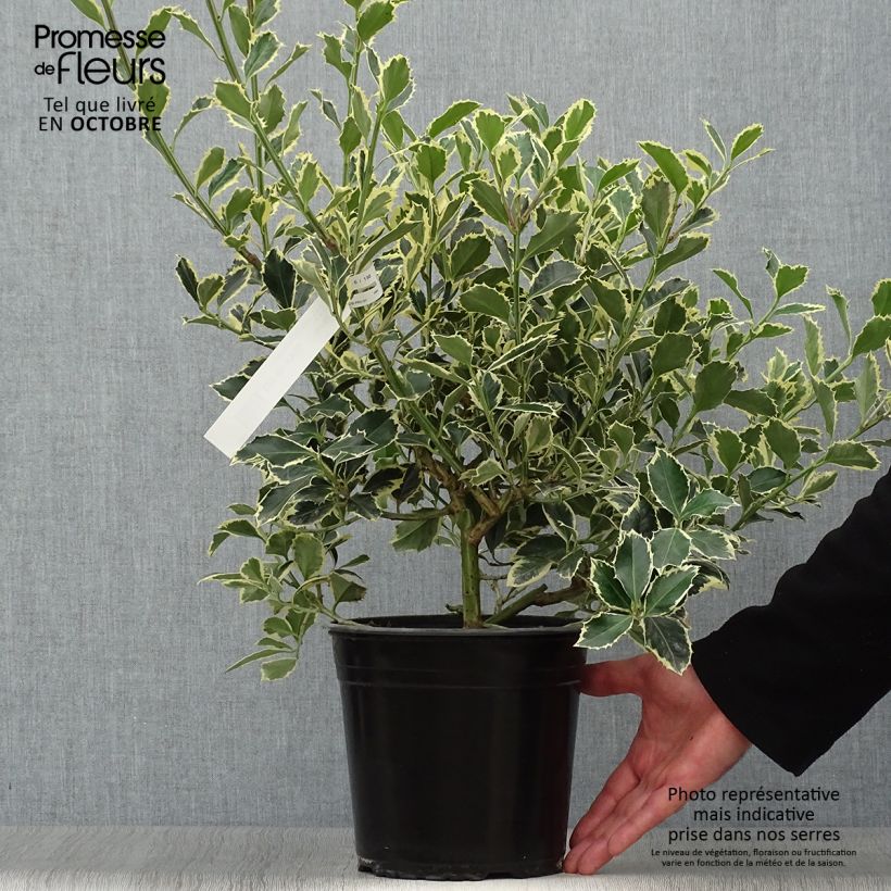Spécimen de Houx panaché - Ilex aquifolium Argenteomarginata Pot de 2L/3L tel que livré en automne