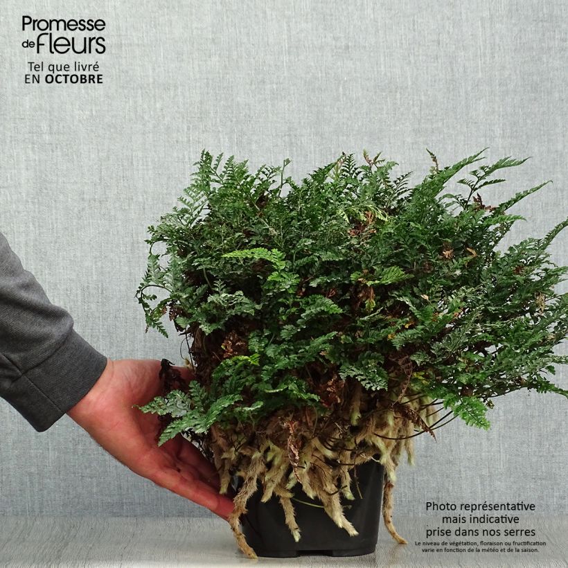 Spécimen de Humata tyermannii - Fougère Patte de lapin Pot de 12 cm / 13 cm tel que livré en automne