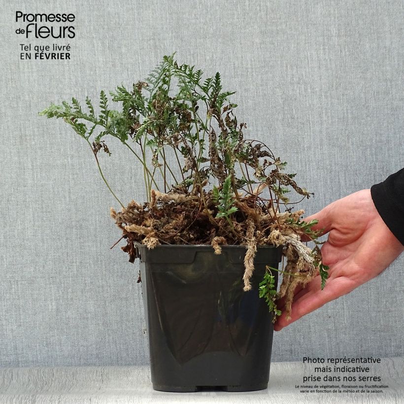 Spécimen de Humata tyermannii - Fougère Patte de lapin Pot de 12 cm / 13 cm tel que livré en hiver