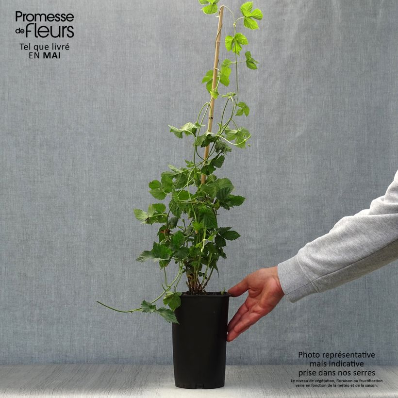 Spécimen de Humulus lupulus Nordbrau - Houblon femelle  Pot de 1,5L/2L tel que livré au printemps