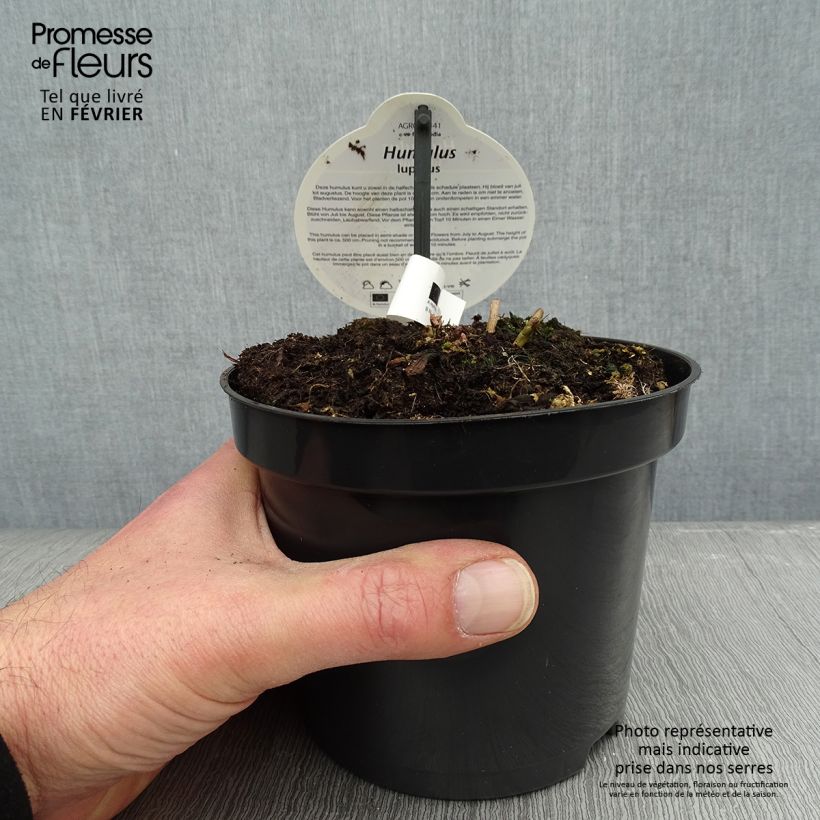 Spécimen de Humulus lupulus Nordbrau - Houblon femelle  Pot de 1,5L/2L tel que livré en hiver