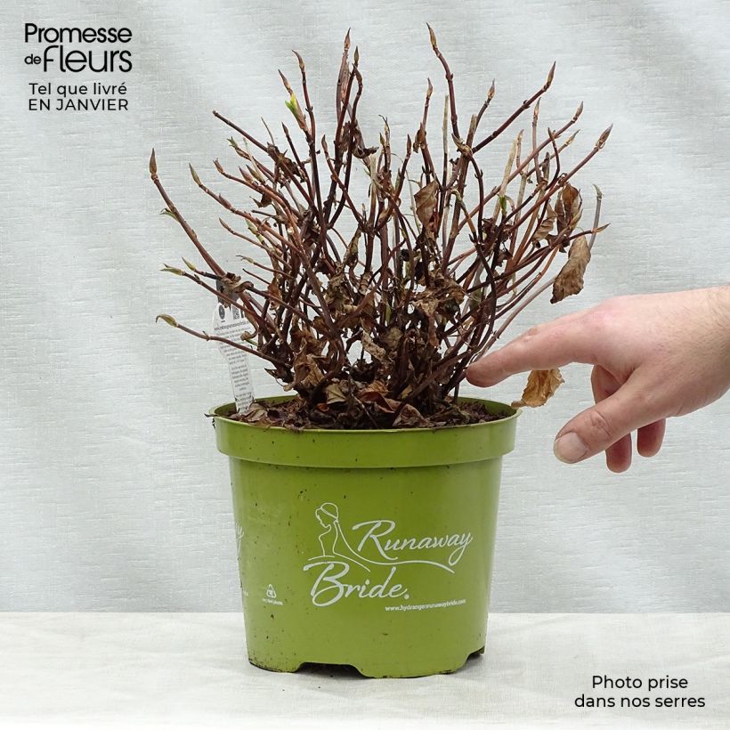 Spécimen de Hortensia - Hydrangea Runaway Bride Pot de 3L/4L tel que livré en hiver