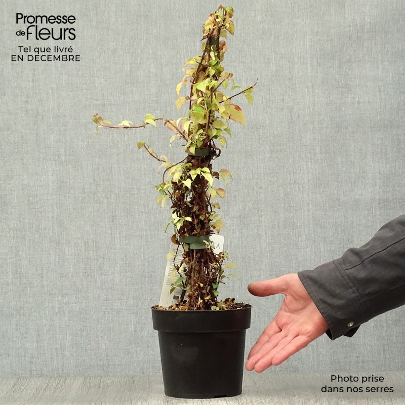 Spécimen de Hydrangea anomala Crug Coral - Hortensia grimpant Pot de 2L/3L tel que livré en hiver