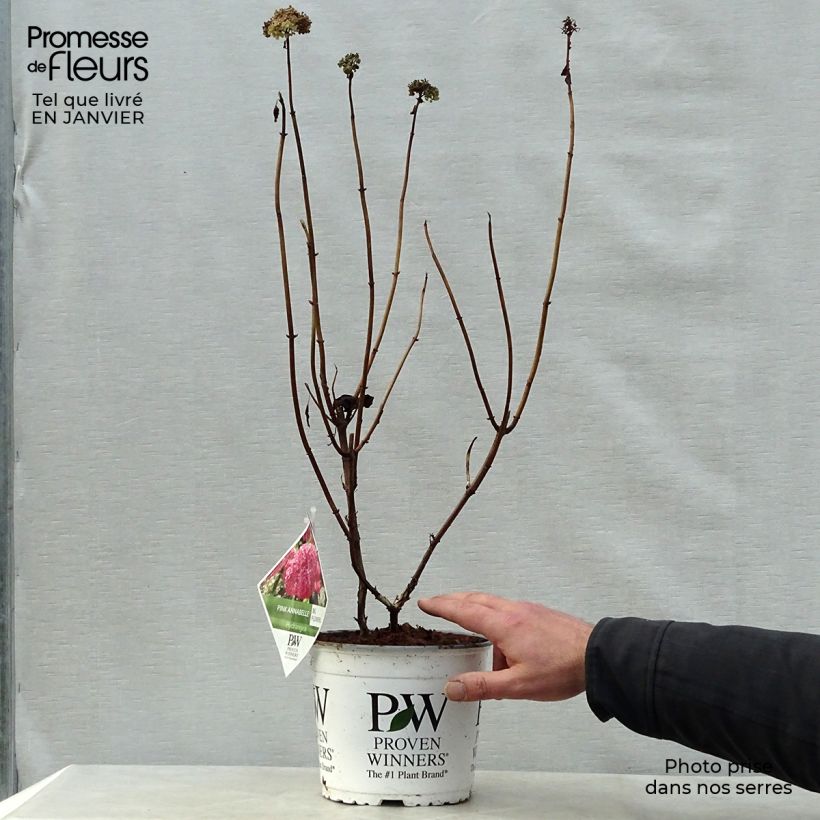 Spécimen de Hortensia arborescens Annabelle Pot de 3L/4L tel que livré en hiver