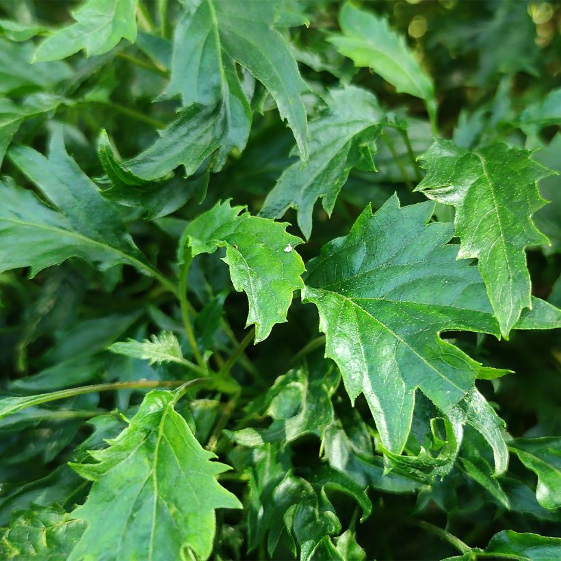 Hortensia arborescens Emerald lace (Feuillage)