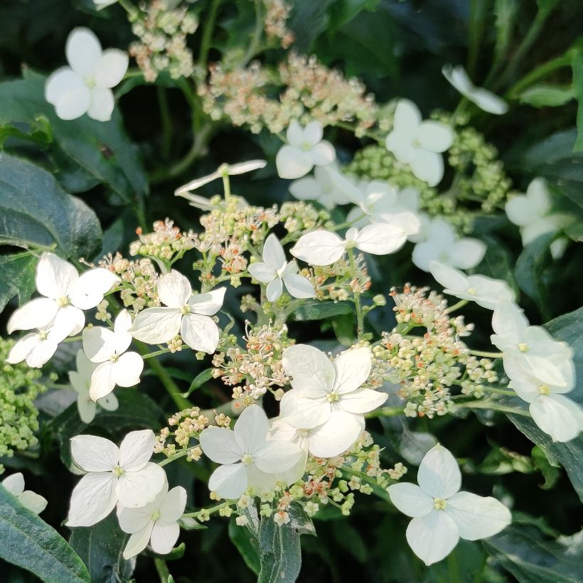 Hortensia arborescens Emerald lace (Floraison)