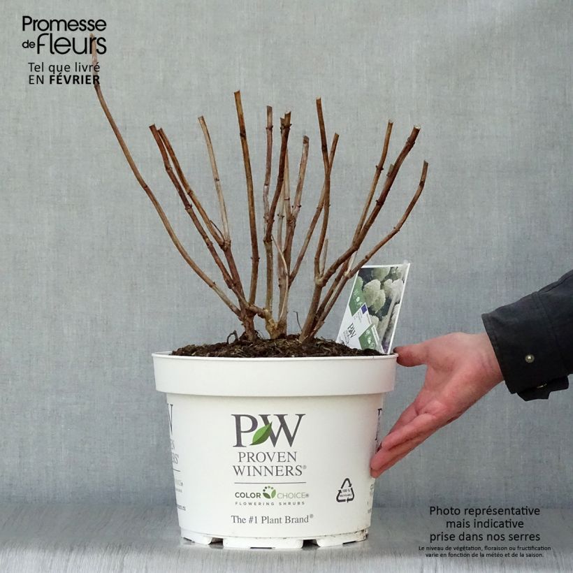 Spécimen de Hortensia arborescens Strong Annabelle ( Incrediball ) Pot de 7,5L/10L tel que livré en hiver