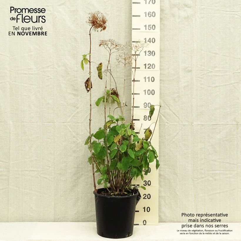Spécimen de Hortensia arborescens Strong Annabelle ( Incrediball ) Pot de 7,5L/10L tel que livré en automne