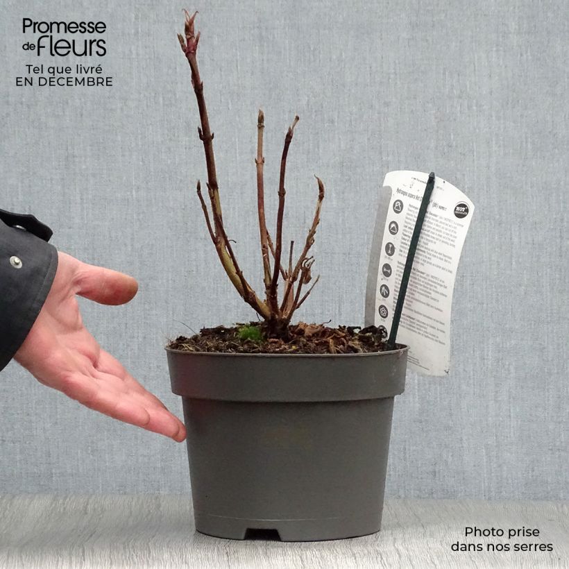 Spécimen de Hydrangea aspera Hot Chocolate - Hortensia brun  Pot de 3L/4L tel que livré en hiver