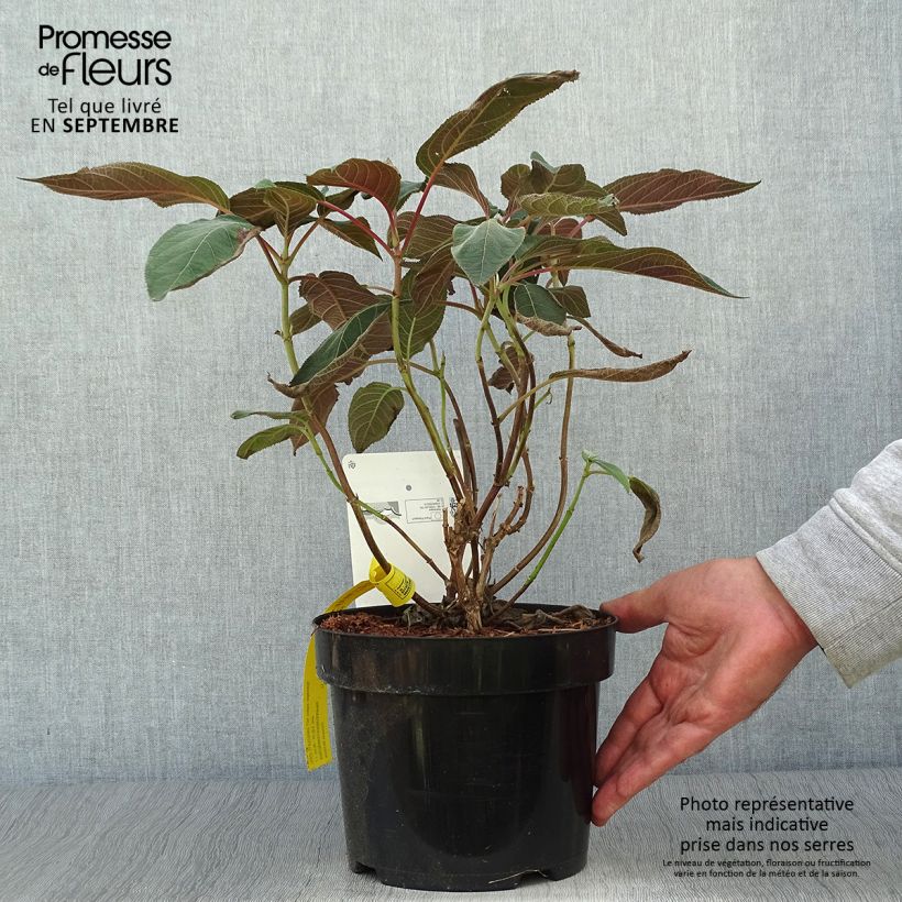 Spécimen de Hydrangea aspera Hot Chocolate - Hortensia brun  Pot de 3L/4L tel que livré en automne