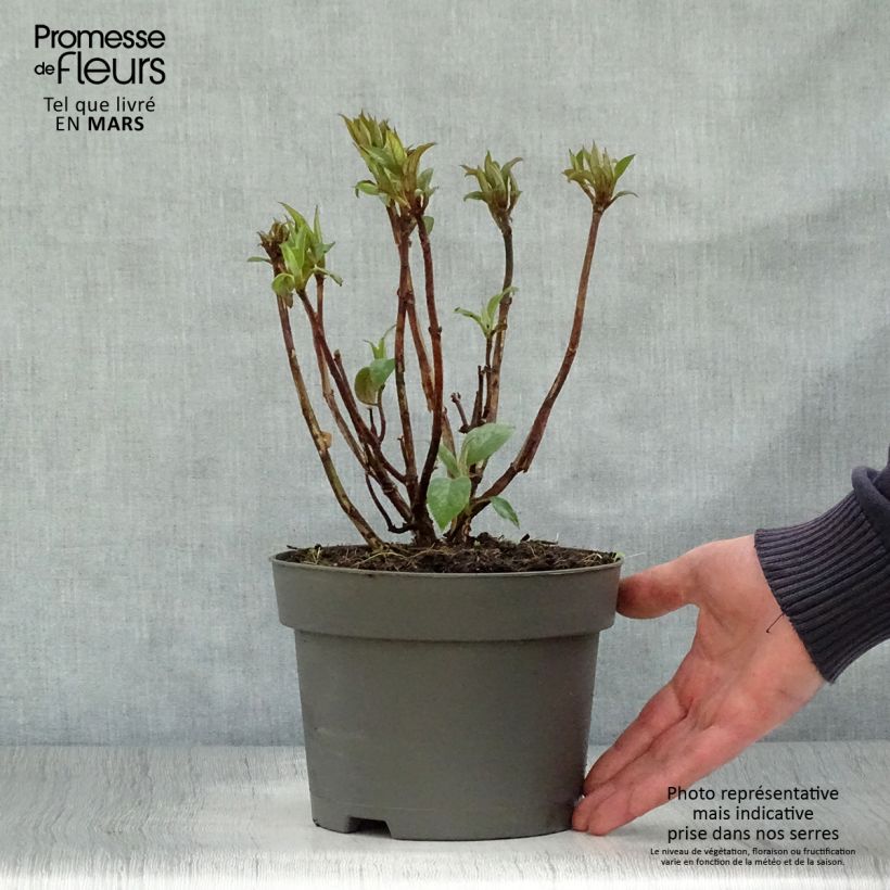 Spécimen de Hydrangea aspera Hot Chocolate - Hortensia brun  Pot de 3L/4L tel que livré au printemps