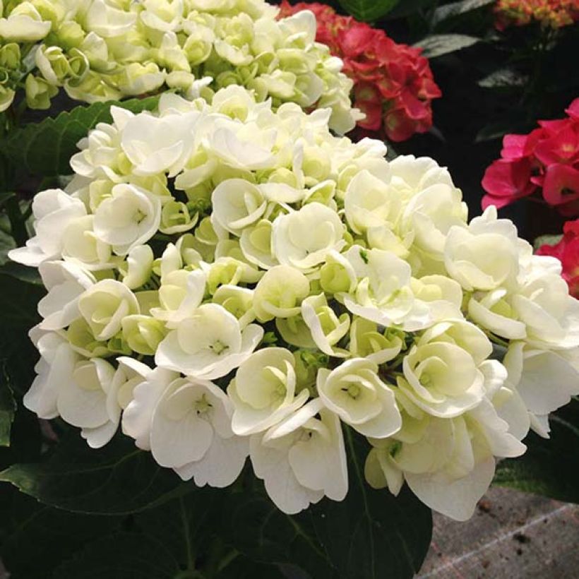Hortensia - Hydrangea macrophylla Angelique  (Floraison)