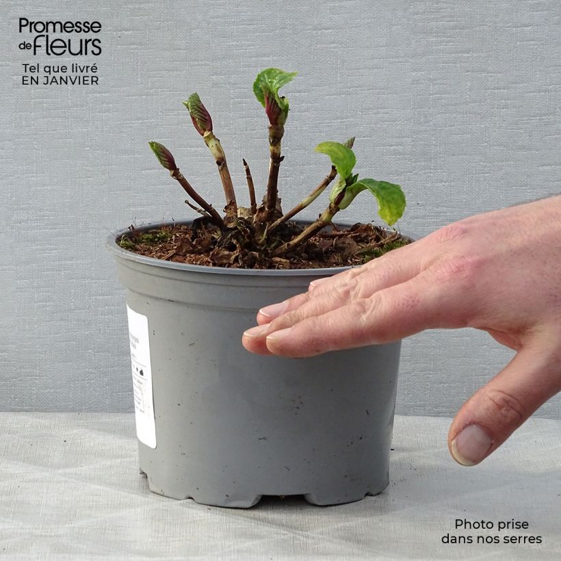 Spécimen de Hortensia - Hydrangea macrophylla Bela Pot de 2L/3L tel que livré en hiver