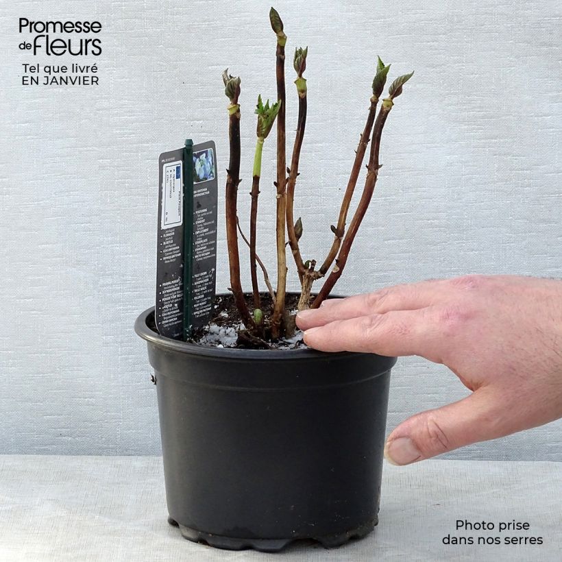 Spécimen de Hortensia - Hydrangea macrophylla Blaumeise Pot de 2L/3L tel que livré en hiver