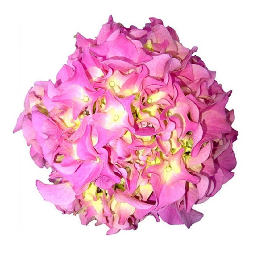Hortensia - Hydrangea macrophylla Early Rose (Floraison)