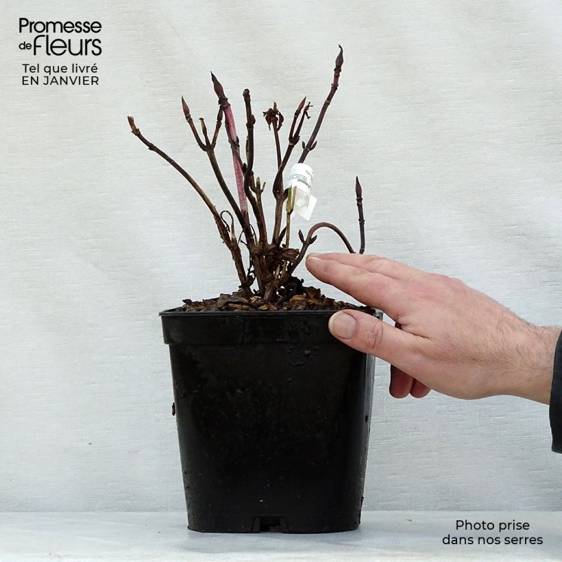 Spécimen de Hortensia - Hydrangea macrophylla Generale Vicomtesse de Vibraye Pot de 2L/3L tel que livré en hiver