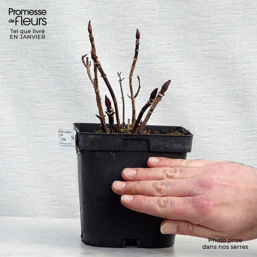 Spécimen de Hortensia - Hydrangea macrophylla Julisa  Pot de 1,5L/2L tel que livré en hiver