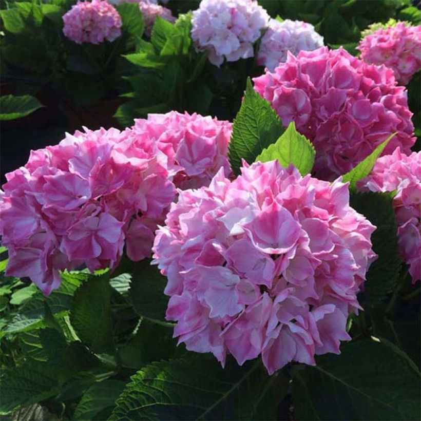 Hortensia - Hydrangea macrophylla La Vie en Rose (Floraison)